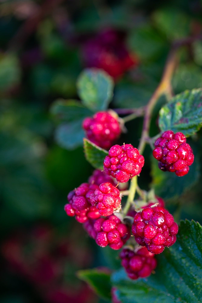 HANKO Studio - Wild Raspberries - Bilsdorf, Luxembourg